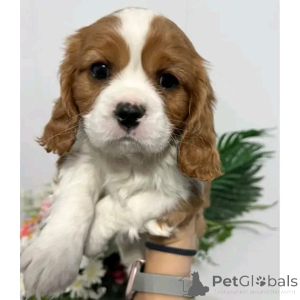 Photo №3. Cavalier King Charles Spaniel puppies Adoption. United States
