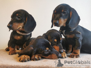 Photo №1. dachshund - for sale in the city of Vilnius | 370$ | Announcement № 36089