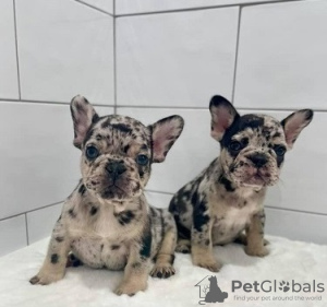 Photo №1. french bulldog - for sale in the city of Barcelona | negotiated | Announcement № 82166