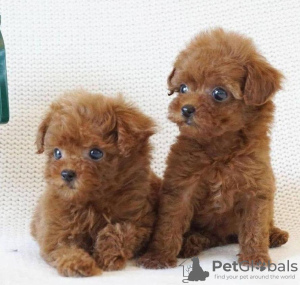 Photo №1. poodle (toy) - for sale in the city of Milan | 370$ | Announcement № 110903