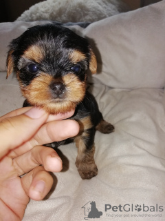 Additional photos: Yorkshire Terrier babies are available for reservation.