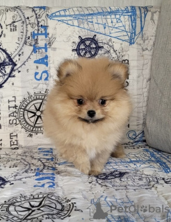 Photo №1. pomeranian - for sale in the city of Minsk | 634$ | Announcement № 46379