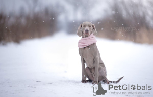 Photo №4. I will sell weimaraner in the city of Krakow.  - price - 1479$