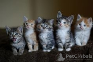 Photo №1. maine coon - for sale in the city of Антверпен | Is free | Announcement № 105070