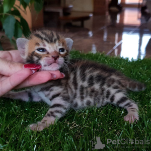 Photo №2 to announcement № 9726 for the sale of bengal cat - buy in Russian Federation from nursery