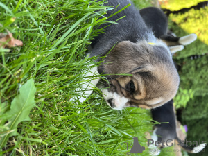 Photo №4. I will sell beagle in the city of Москва. breeder - price - negotiated