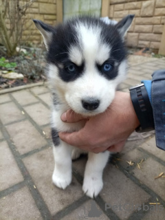 Photo №1. siberian husky - for sale in the city of Gothenburg | Is free | Announcement № 93004
