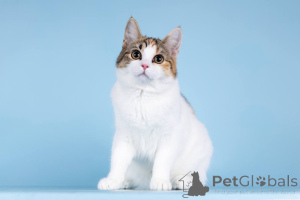 Photo №4. I will sell  in the city of Khimki. private announcement - price - Is free