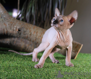 Photo №1. sphynx-katze - for sale in the city of Kharkov | 500$ | Announcement № 11978