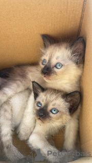 Photo №3. Persian kittens available. United States