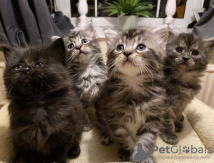 Photo №1. maine coon - for sale in the city of Воркута | 211$ | Announcement № 105496