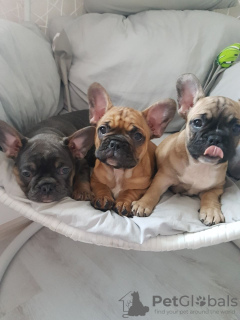 Photo №2 to announcement № 118115 for the sale of french bulldog - buy in Germany private announcement, breeder