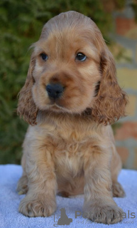 Photo №2 to announcement № 132687 for the sale of english cocker spaniel - buy in Serbia 