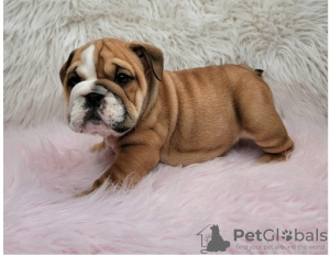 Photo №1. english bulldog - for sale in the city of Heidelberg | Is free | Announcement № 95910