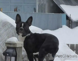 Photo №2 to announcement № 175981 for the sale of boston terrier - buy in Germany private announcement