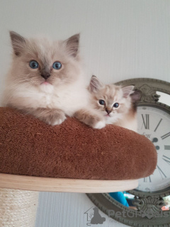 Photo №2 to announcement № 96938 for the sale of ragdoll - buy in Germany private announcement, from nursery