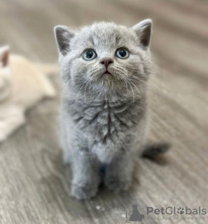 Photo №2 to announcement № 122110 for the sale of british shorthair - buy in United States private announcement