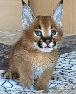 Additional photos: Serval and caracal kittens available For sale