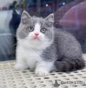 Photo №1. british shorthair - for sale in the city of San Antonio | 260$ | Announcement № 83706