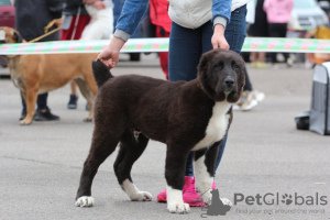 Additional photos: SAO (Central Asian Shepherd Dog)