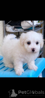 Photo №1. maltipu - for sale in the city of Berlin | 847$ | Announcement № 149901