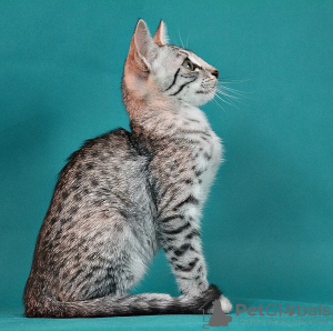 Photo №1. egyptian mau - for sale in the city of Syktyvkar | negotiated | Announcement № 7483
