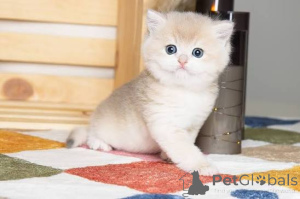 Photo №3. Beautiful British Shorthair Kittens Available. United Kingdom