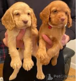 Photo №1. english cocker spaniel - for sale in the city of Stockholm | negotiated | Announcement № 96354