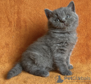 Photo №1. british shorthair - for sale in the city of Fredericksburg | 317$ | Announcement № 98186