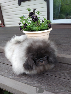 Photo №1. pekingese - for sale in the city of Petrozavodsk | Is free | Announcement № 58534