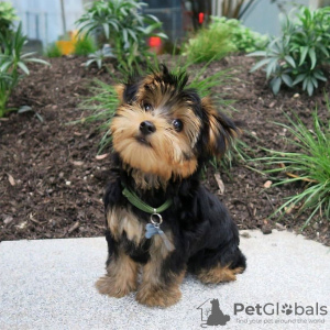 Photo №1. yorkshire terrier - for sale in the city of Vilnius | negotiated | Announcement № 78169