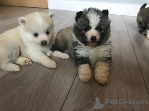 Photo №1. non-pedigree dogs - for sale in the city of Афины | 485$ | Announcement № 13435