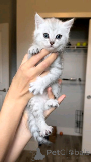 Photo №3. Europäische Kurzhaarkätzchen zur Adoption. Germany