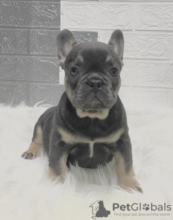 Additional photos: French Bulldog