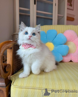 Photo №2 to announcement № 152721 for the sale of ragdoll - buy in Germany private announcement