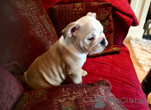 Photo №1. english bulldog - for sale in the city of Copenhague | 370$ | Announcement № 111569