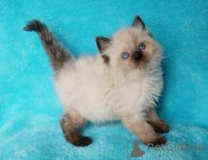 Photo №1. ragdoll - for sale in the city of Algermissen | 329$ | Announcement № 147311
