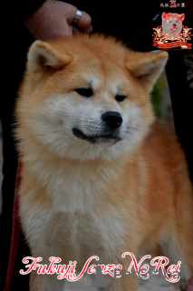 Photo №1. akita - for sale in the city of Khmelnitsky | 740$ | Announcement № 73347