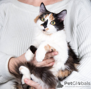 Additional photos: Beautiful calico cat Audrey