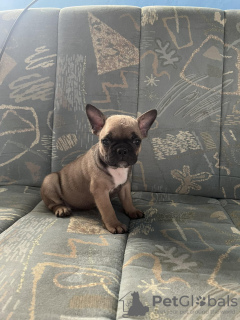 Photo №4. I will sell french bulldog in the city of Zrenjanin. private announcement - price - negotiated