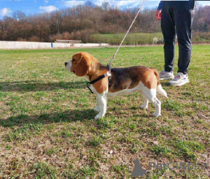 Photo №1. beagle - for sale in the city of Koceljeva | negotiated | Announcement № 128607