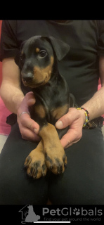 Photo №3. Purebred Doberman puppies for sale 1.5 months.. Georgia