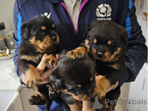 Photo №1. rottweiler - for sale in the city of Esens | 310$ | Announcement № 174603