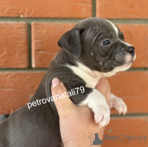 Photo №1. american bully - for sale in the city of Krasnodar | negotiated | Announcement № 146123