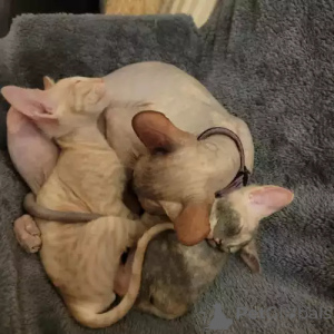 Photo №1. sphynx cat - for sale in the city of Gräfelfing | 392$ | Announcement № 167238