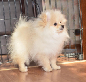 Photo №4. I will sell pomeranian in the city of Moscow. from nursery - price - 1046$