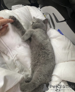 Photo №4. I will sell british shorthair in the city of Berlin. private announcement, breeder - price - 317$