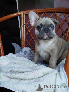 Photo №2 to announcement № 161753 for the sale of french bulldog - buy in Belarus private announcement