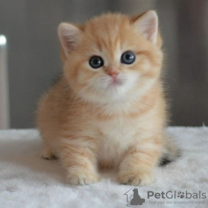 Photo №2 to announcement № 111225 for the sale of scottish fold - buy in Finland 