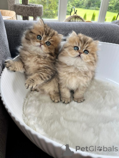 Photo №1. persian cat - for sale in the city of Aizlingen | 465$ | Announcement № 157341